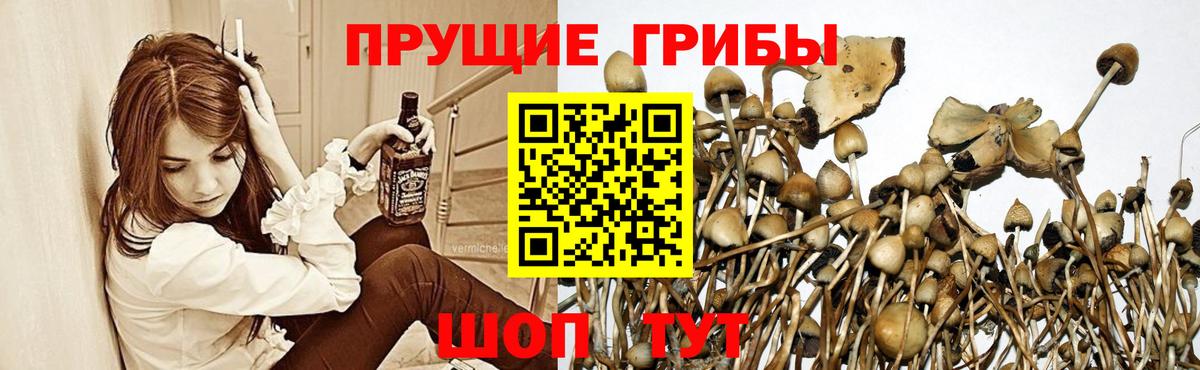 где продают   Вход с VPN  Псилоцибиновые грибы мицелий  Королёв  Псилоцибиновые грибы Psilocybine cubensis 